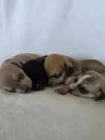 Dell, a female Miniature Dachshund and Chiweenie for sale in Galax, VA – Photo 10 of 10