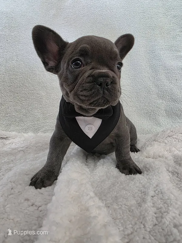 ❤️ 🪾 Bruce 🪾 ❤️ – French Bulldog puppy for sale in Galax, VA