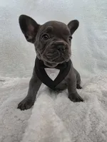 ❤️ 🪾 Bruce 🪾 ❤️, a male French Bulldog for sale in Galax, VA – 1 of 5