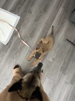 seven , a female Belgian Malinois for sale in Burlington, NC – 4 of 5