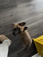seven , a female Belgian Malinois for sale in Burlington, NC – 1 of 5