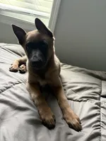 seven , a female Belgian Malinois for sale in Burlington, NC – 2 of 5