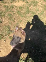 seven , a female Belgian Malinois for sale in Burlington, NC – 3 of 5