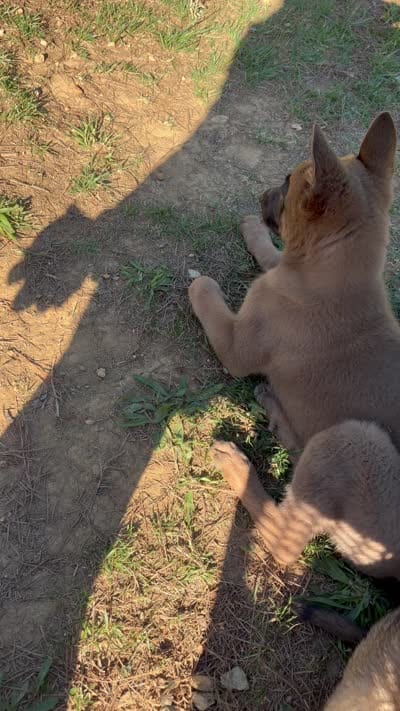 seven , a female Belgian Malinois for sale in Burlington, NC – 5 of 5