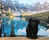 Jet, a male Australian Shepherd for sale in Burlington, MI – Photo 2 of 6