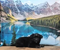 Jet, a male Australian Shepherd for sale in Burlington, MI – Photo 3 of 6