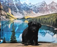 Jet, a male Australian Shepherd for sale in Burlington, MI – Photo 6 of 6