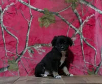 Missy, a female Australian Shepherd for sale in Burlington, MI – 3 of 4