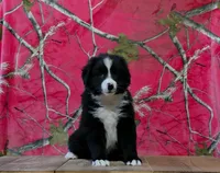 Oakley , a male Australian Shepherd for sale in Burlington, MI – 5 of 7