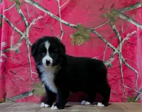 Oakley , a male Australian Shepherd for sale in Burlington, MI – 2 of 7