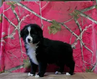 Oakley , a male Australian Shepherd for sale in Burlington, MI – 3 of 7