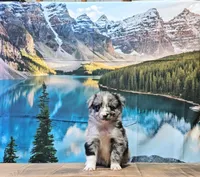 Penny, a female Australian Shepherd for sale in Burlington, MI – Photo 9 of 10