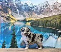 Penny, a female Australian Shepherd for sale in Burlington, MI – Photo 8 of 10