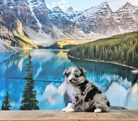 Penny, a female Australian Shepherd for sale in Burlington, MI – Photo 4 of 10