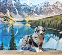 Penny, a female Australian Shepherd for sale in Burlington, MI – Photo 2 of 10
