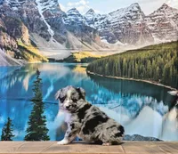 Penny, a female Australian Shepherd for sale in Burlington, MI – Photo 7 of 10