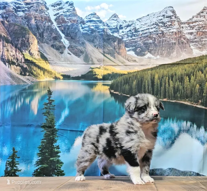 Penny – Australian Shepherd puppy for sale in Burlington, MI