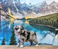 Penny, a female Australian Shepherd for sale in Burlington, MI – Photo 5 of 10