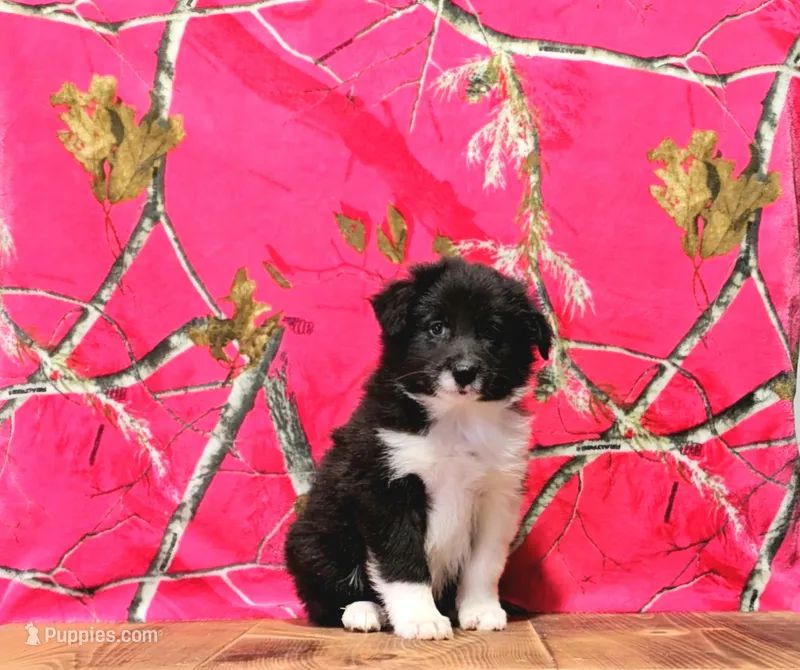 Cori – Australian Shepherd puppy for sale in Burlington, MI