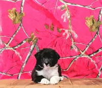 Cori, a male Australian Shepherd for sale in Burlington, MI – Photo 5 of 6