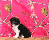 Cori, a male Australian Shepherd for sale in Burlington, MI – Photo 6 of 6