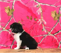 Cori, a male Australian Shepherd for sale in Burlington, MI – Photo 4 of 6