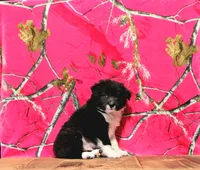 Cori, a male Australian Shepherd for sale in Burlington, MI – Photo 2 of 6