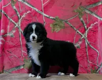 Oakley , a male Australian Shepherd for sale in Burlington, MI – 4 of 7