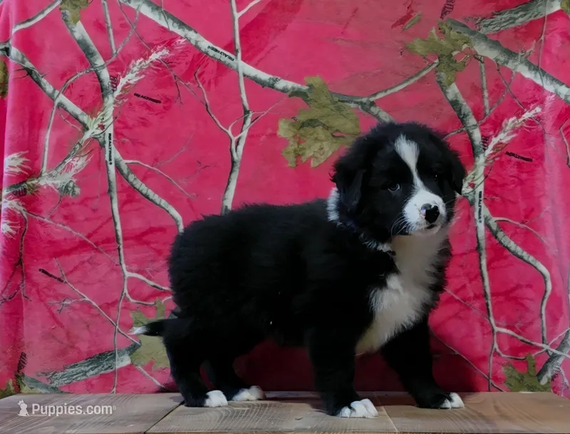 Oakley  – Australian Shepherd puppy for sale in Burlington, MI