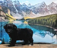 Thor, a male Australian Shepherd for sale in Burlington, MI – Photo 6 of 6