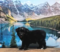 Thor, a male Australian Shepherd for sale in Burlington, MI – Photo 1 of 6