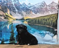 Thor, a male Australian Shepherd for sale in Burlington, MI – Photo 4 of 6