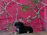 Missy, a female Australian Shepherd for sale in Burlington, MI – 4 of 4