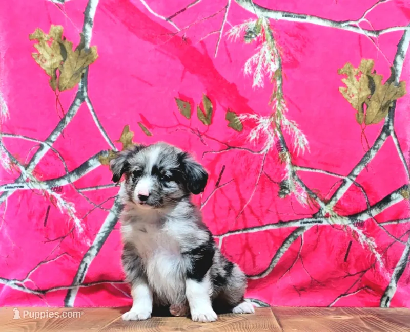 Pete – Australian Shepherd puppy for sale in Burlington, MI