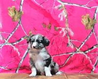Pete, a male Australian Shepherd for sale in Burlington, MI – Photo 1 of 5