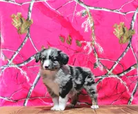 Pete, a male Australian Shepherd for sale in Burlington, MI – Photo 4 of 5