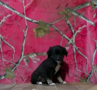 Missy, a female Australian Shepherd for sale in Burlington, MI – 1 of 4