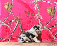 Chester, a male Australian Shepherd for sale in Burlington, MI – Photo 2 of 7