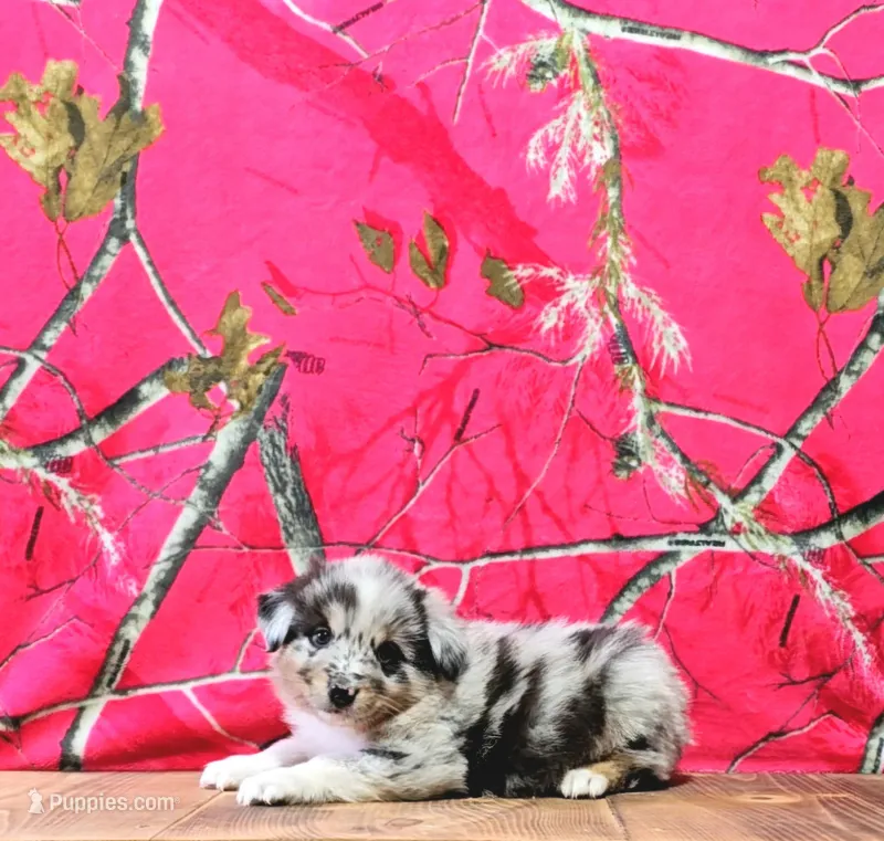 Chester – Australian Shepherd puppy for sale in Burlington, MI