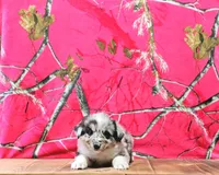 Chester, a male Australian Shepherd for sale in Burlington, MI – Photo 3 of 7