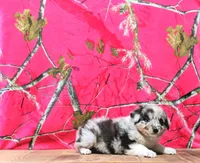 Chester, a male Australian Shepherd for sale in Burlington, MI – Photo 4 of 7