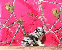 Chester, a male Australian Shepherd for sale in Burlington, MI – Photo 6 of 7