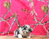 Chester, a male Australian Shepherd for sale in Burlington, MI – Photo 5 of 7