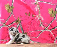 Chester, a male Australian Shepherd for sale in Burlington, MI – Photo 7 of 7