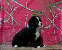 Oakley , a male Australian Shepherd for sale in Burlington, MI – 6 of 7