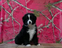 Oakley , a male Australian Shepherd for sale in Burlington, MI – 7 of 7