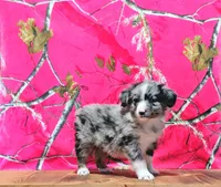 Jet, a male Australian Shepherd for sale in Burlington, MI – Photo 4 of 5