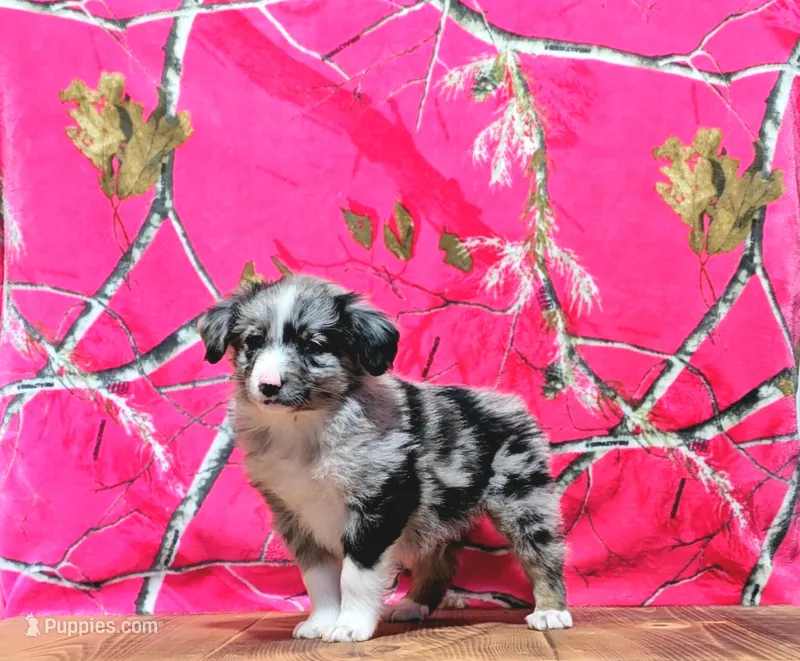 Jet – Australian Shepherd puppy for sale in Burlington, MI