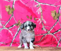 Jet, a male Australian Shepherd for sale in Burlington, MI – Photo 2 of 5