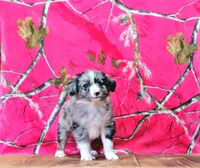 Jet, a male Australian Shepherd for sale in Burlington, MI – Photo 5 of 5